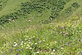 Alpine meadows, Grassland, Georgia.jpg