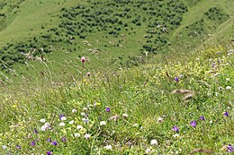 Alpine meadows in the Kazbegi National Park, Georgia Alpine meadows, Grassland, Georgia.jpg