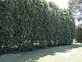 Trees at Altona Memorial Park, Altona North, Victoria