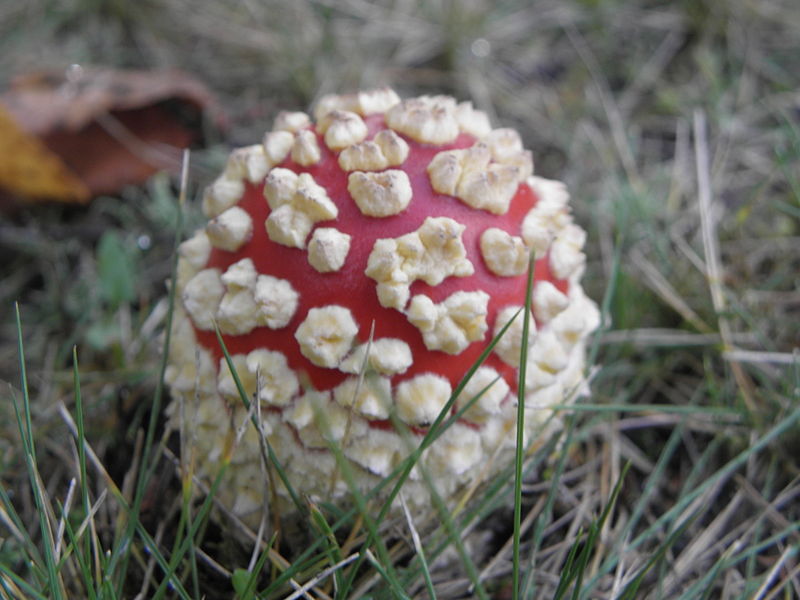 File:Amanita muscaria R.H. (21).jpg