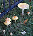 Amanita muscaria