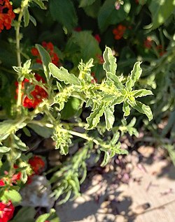 Amaranthus albus leaves.jpg