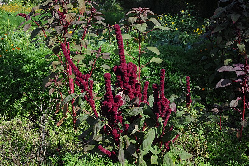 File:Amaranthus caudatus - Purple amaranth, Inca-wheat, Foxtail, Foxtail amaranth, Tassel-flower, Love-lies-bleeding, Red-hot-cattail, Velvet-flower, Pendant amaranth, Tassel Flower, Velvet Flower, Quilete, - 52377175255.jpg