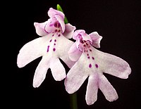 Ponerorchis keiskei