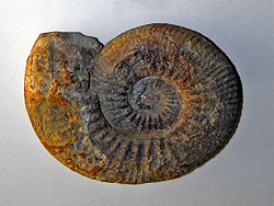 Ammonitida - Hammatoceras porcarellense.JPG