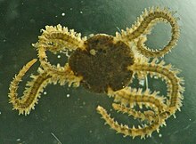 Amphipholis squamata (brooding snake star, dwarf brittle star) Amphipholis squamata - 02.jpg