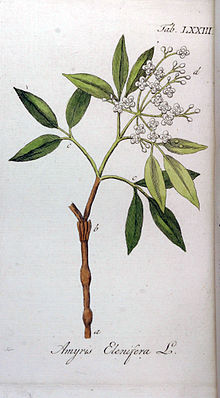 Amyris Elenifera Ypey73.jpg 