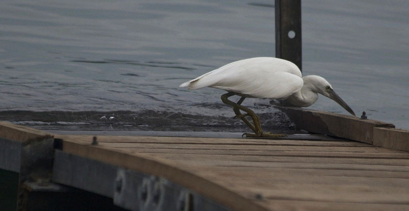 File:An Egret.jpg