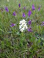 Anacamptis morio var. alba Germany - Langenalb