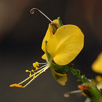 Aneilema aequinoctiale from Tanzania Aneilema aequinoctiale.jpg