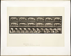 Animal locomotion. Plate 674 (Boston Public Library).jpg