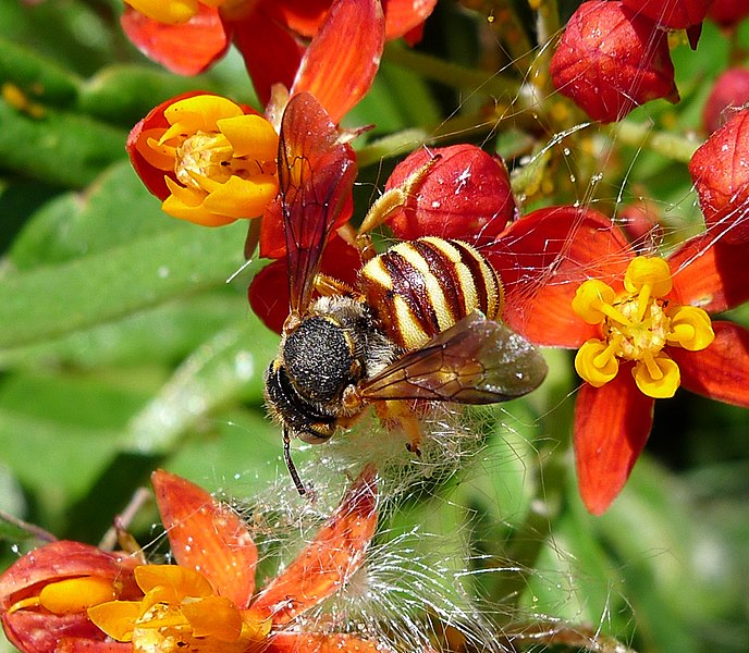 File:Anthidiini (Megachilidae) - Flickr - gailhampshire (2).jpg