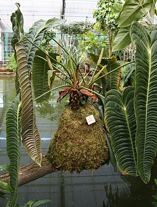 <i>Anthurium veitchii</i> Species of flowering plant