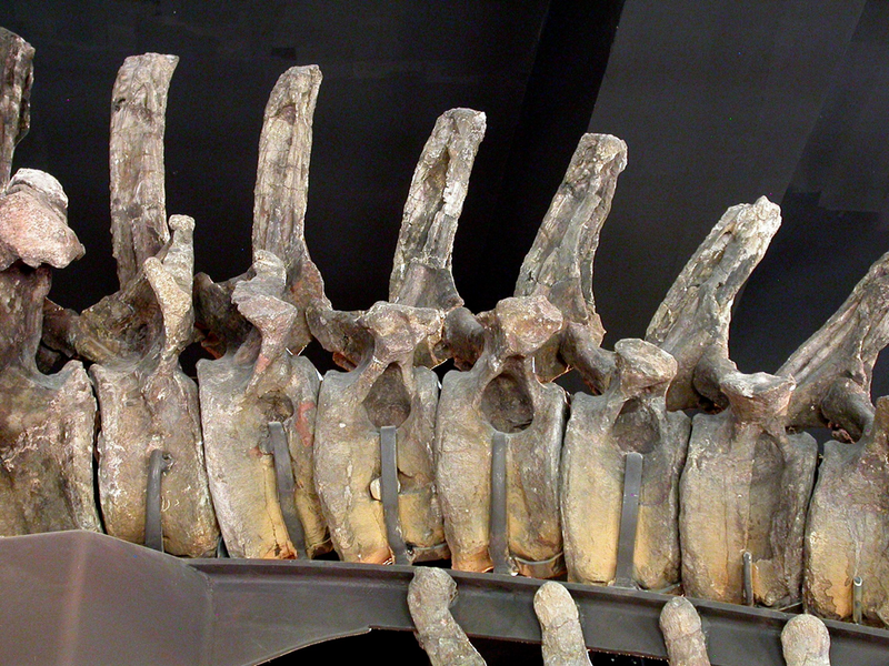 File:Apatosaurus caudal vertebrae.png