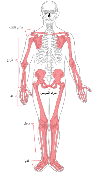 Appendicular skeleton diagram-ar.svg