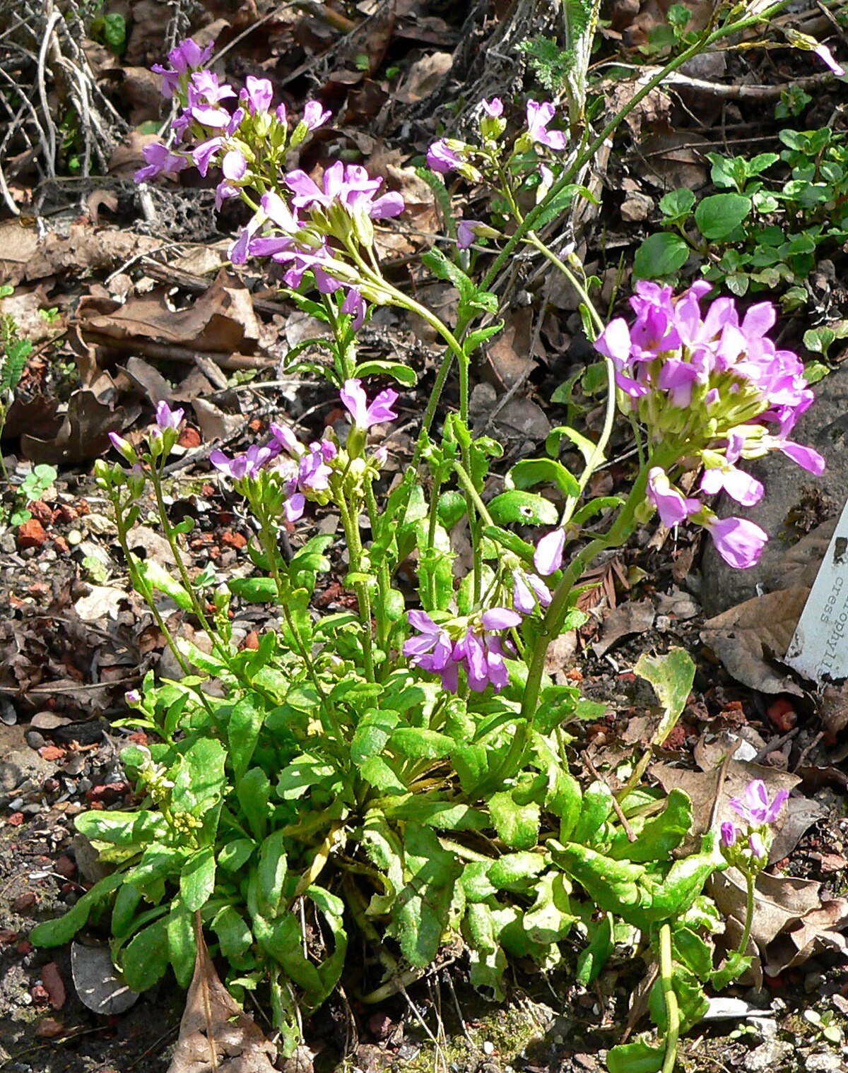 Arabis blepharophylla 1.jpg