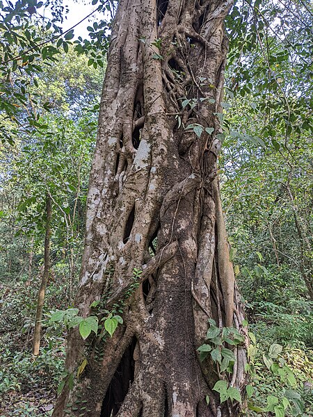 File:Aralam Wildlife Sanctuary during Annual Butterfly Survey 2022 (118).jpg