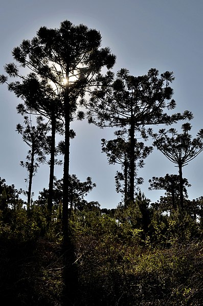 File:Araucaria Angustifolia - panoramio (2).jpg