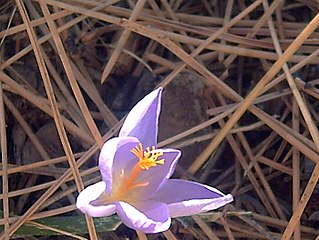 Arboretum La Alfaguara, Crocus