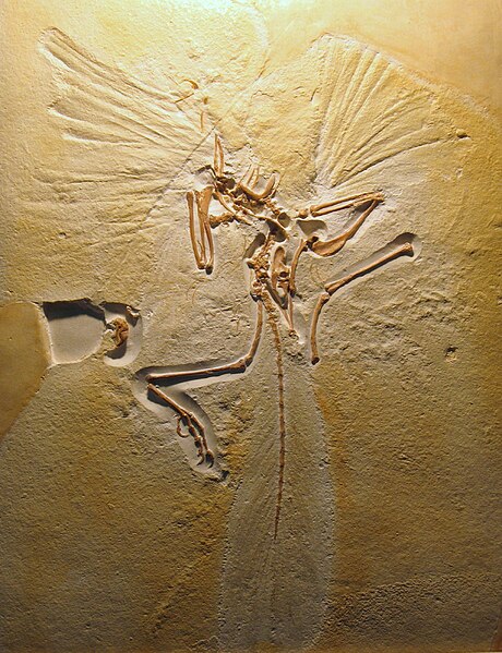 Fichier:Archaeopteryx lithographica (Cast of London Specimen).jpg