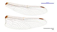 Archaeosynthemis orientalis male wings (34921497311).jpg