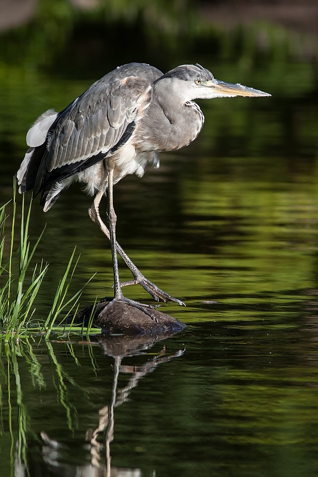 Серая цапля (Ardea cinerea)