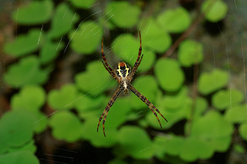 File:Argiope pulchella-Kadavoor-2016-07-26-001.jpg