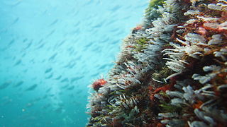 Temperate South America Biogeographic region of the Earths seas, comprising the temperate and subtropical ocean waters of South America