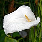 Arum lily, Calla lily flower, at Boreham, Essex, England (cropped).jpg