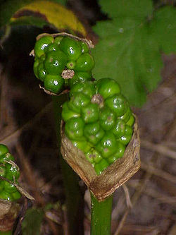 (Arum maculatum)