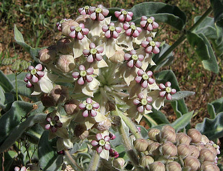 Asclepias_eriocarpa