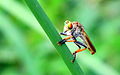 Asilidae from Adatt, Thrissur, Kerala. Near Wet land.