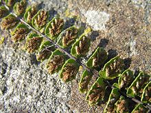 Sori on the underside of the frond Asplenium trichomanes2.JPG