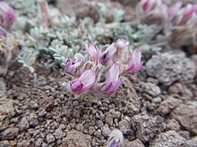 Astragalus austiniae (20142716799).jpg