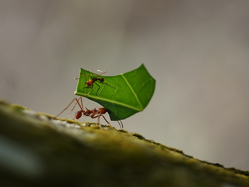 File:Atta cephalotes (Costa Rica) 2.jpg