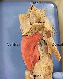 Highlighted in red is an intact keeled sternum of a dissected pigeon. In flying birds the sternum is enlarged for increased muscle attachment. Attached keeled sternum of a dissected pigeon.jpg