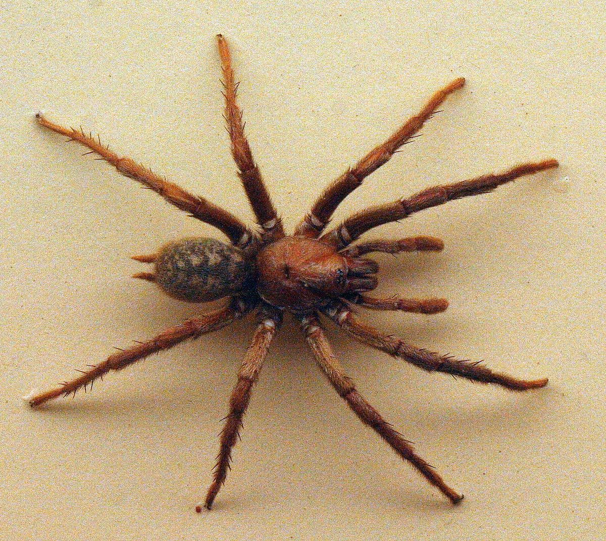 Wolf Spiders - The Australian Museum