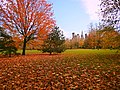 Autumn in Bute Park (15822760022).jpg