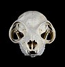 No. 766 Other animals /Bones&Shells 201012046 Votepage