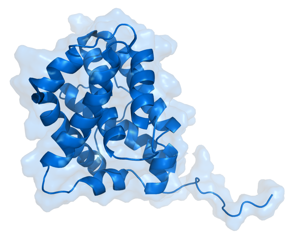 Bcl-2-associated X Protein-avatar