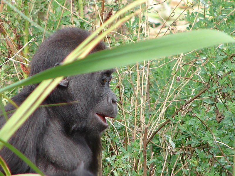File:Baby Gorilla, Bristol zoo (256243406).jpg