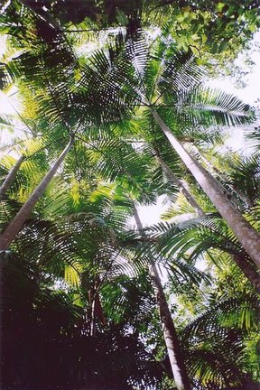 Bangalow Palm (Archontophoenix cunninghamiana) im Middle-Brother-Nationalpark