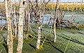 * Nomination Bargerveen Meerstalblok. Peat lake with dead birches ( Betula ). --Agnes Monkelbaan 05:37, 28 October 2019 (UTC) * Promotion  Support Good quality. --JoachimKohler-HB 06:17, 28 October 2019 (UTC)