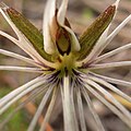 Holothrix burmanniana Labellum