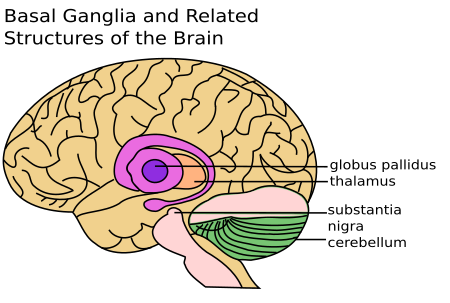 ไฟล์:Basal_Ganglia_and_Related_Structures.svg