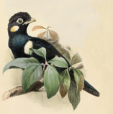 Basilornis celebensis from Ibis 1861.jpg