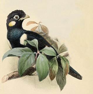 Sulawesi myna species of bird