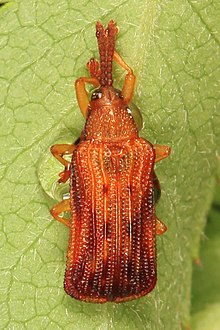 Миньор от листа на басис - Baliosus nervosus, държавна гора Грийн Ридж, Флинтстоун, Мериленд.jpg