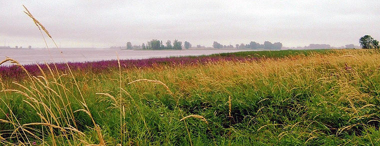 Battures du Saint-Laurent à Repentigny.