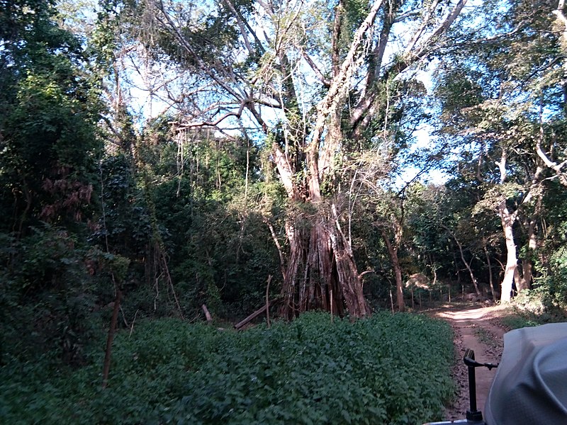 File:Beauty amidst the wild KAZIRANGA.jpg